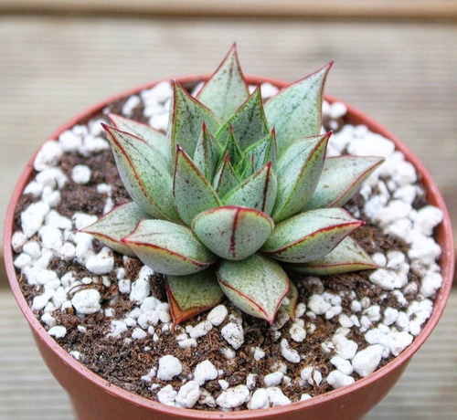 Echeveria Purpusorum Rose ( Suculenta )ahora Mercado Envíos 