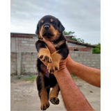 Hermosos Cachorros Rottweiler