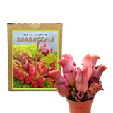 Kit De Cultivo Sarracenia Purpurea Planta Carnívora