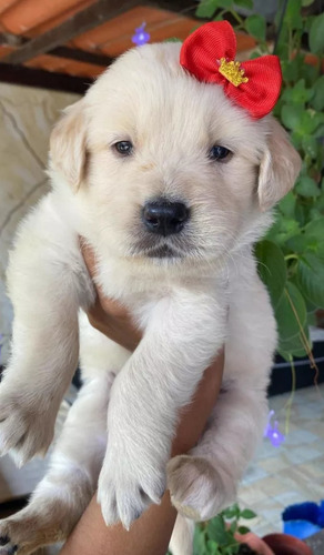 Linda Fêmea De Golden Retriever