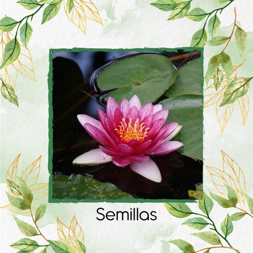 10 Semillas De Flor De Loto Sagrado Hidropónicas (6)