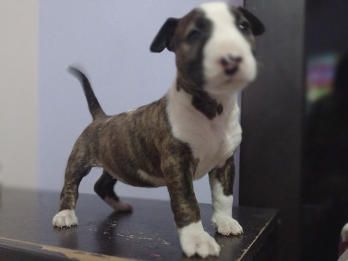 Cachorro Bull Terrier 