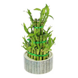 Bambú De La Suerte 5 Pz Tipo Crecimiento Espiral + Regalo