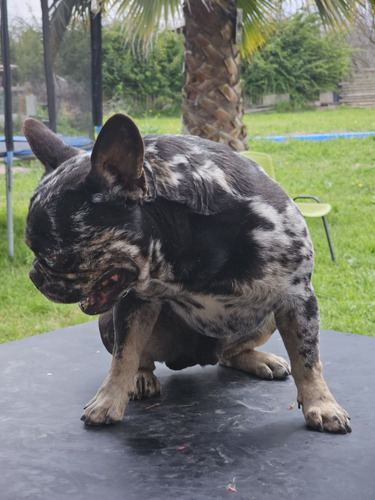 Bulldog Frances Black Merle