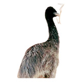 Filhotes Emu Australiano ( 4 Und )