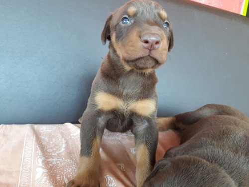 Cachorros Doberman