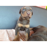 Cachorros Doberman