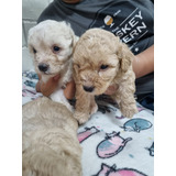 Poodle Toy Pequeño Hermosos Bebes