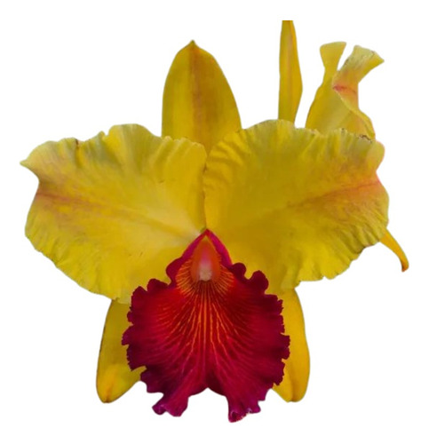 Promoção Orquídea Cattleya Alma Kee !!!