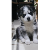 Husky Siberiano Cachorro