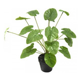 Planta Artificial Hoja Verde Tipo Monstera 50 Cms Con Maceta