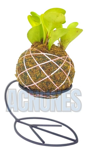 Kokedama Suporte Para Planta Decoração Cacto Ferro Suculenta