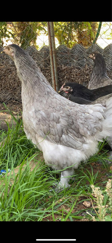 Pollos Raza Brahma Con Orpington