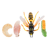 Figura Life Cycle Wasp Growth Cycle Bee