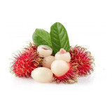 Muda De Rambutan Para Produzir