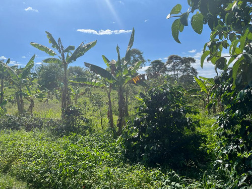 Se Vende Finca Quimbaya Quindío - Imagen 2