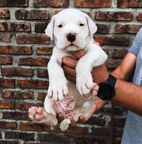 Cachorros Dogo Argentino Premium 42