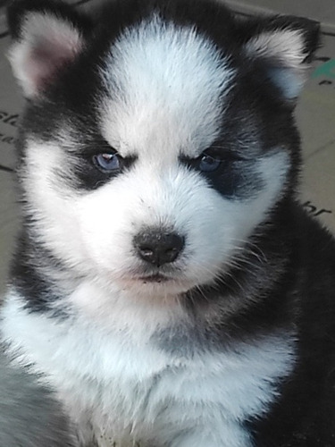 Husky Siberiano Filhote Wolly 