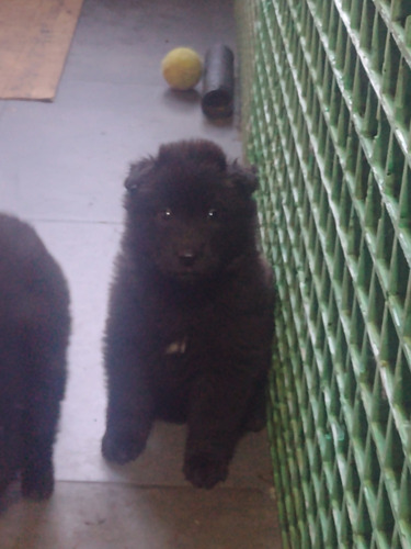 Cachorros Groenendael Y Tervuren 