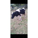 Vaca Holstein Por Parir / 8 Meses