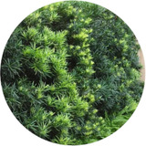 Kit 5 Mudas De Podocarpus - Plantas Para Cerca Viva