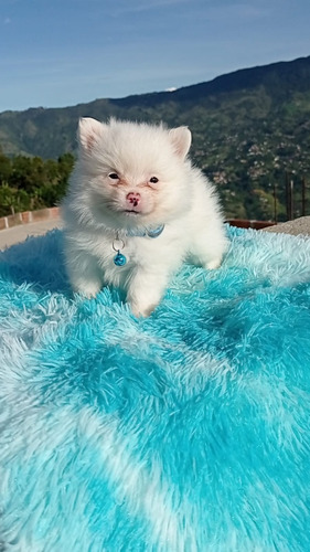 Cachorras Pomeranian Albinas Animal Pets Colombia 