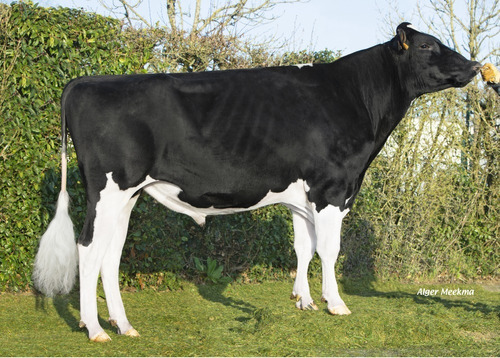 Semen Bovino Holstein - Onix Lp Rf
