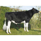 Semen Bovino Holstein - Onix Lp Rf