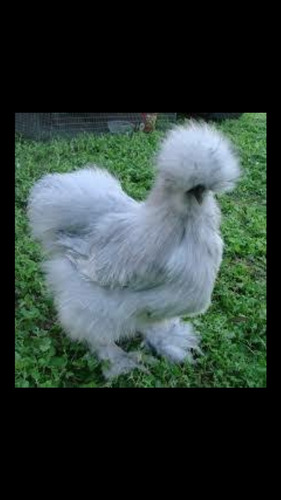 Ovos Galinha Sedosa Do Japão Padrão Top Silkie