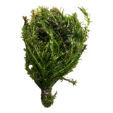 Elodea 20 Tallos De 20 A 30cm Planta Acuática Natural