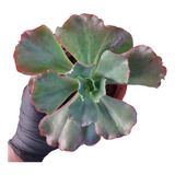 Echeveria Gibbiflora Midway Verrugas Muda Rara 