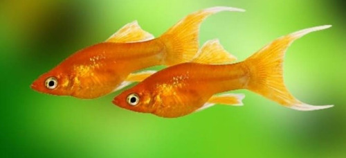Pacote Com 10 Peixes Molinesia Tangerina -água Doce- Aquário