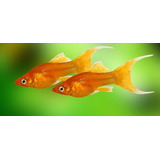 Pacote Com 10 Peixes Molinesia Tangerina -água Doce- Aquário