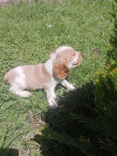 Cachorra Cocker Spaniel Hembra