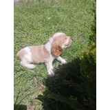 Cachorra Cocker Spaniel Hembra