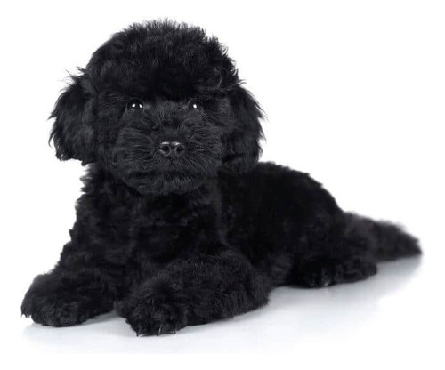 Cachorro Caniche Mini Toy Negro 005