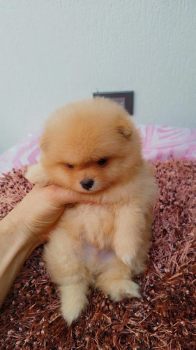 Cachorros Pomeranian Cara De Oso Manizales Animal Pets 