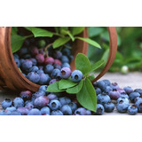  Blueberry Mirtilo Anão - Sementes Orgânicas P/ Plantio