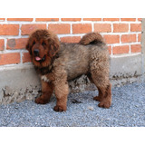 Mastin Tibetano Pedigree Internacional 100% Lineas Chinas 