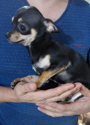 Chihuahua Macho De 6 Meses 