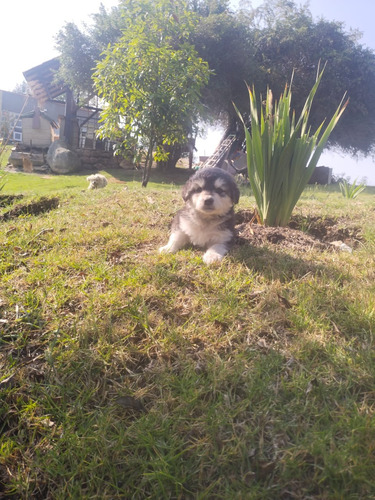 Hermosos Cachorros-alaska Malamute  100 % Raza Pura