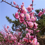 Prunus Ume Chino-japones Arbol De Flores Dobles 