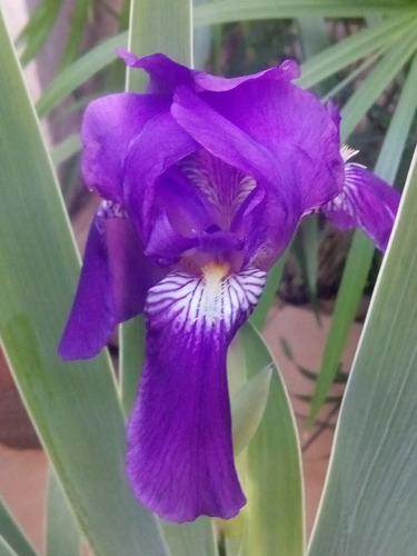Iris Gigante - Neomarica - Lirio Violeta