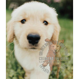 Cachorros Golden Retriever Criadero Premium Rural