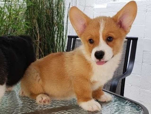 Welsh Corgi Pembroke Hermosos