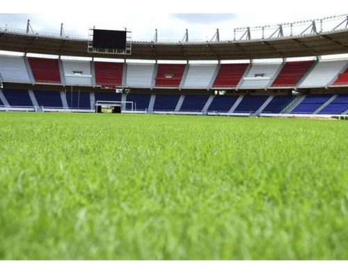 Semillas Grama Para Canchas De Futbol En Clima Caliente Y A