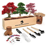 Kit De Árbol Bonsái Con Kit Completo De Iniciación De Crecim