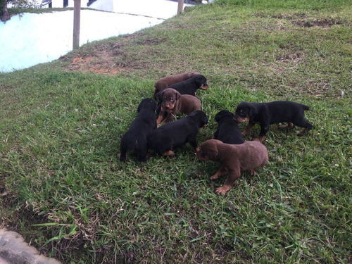 Espectaculares Cachorros Doberman 