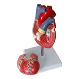 Anatomia Humana Estructura De Corazón Vena 1:1