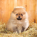 Cachorrito Pomerania Disponible Cachorro Pomeranie Puppy Dog